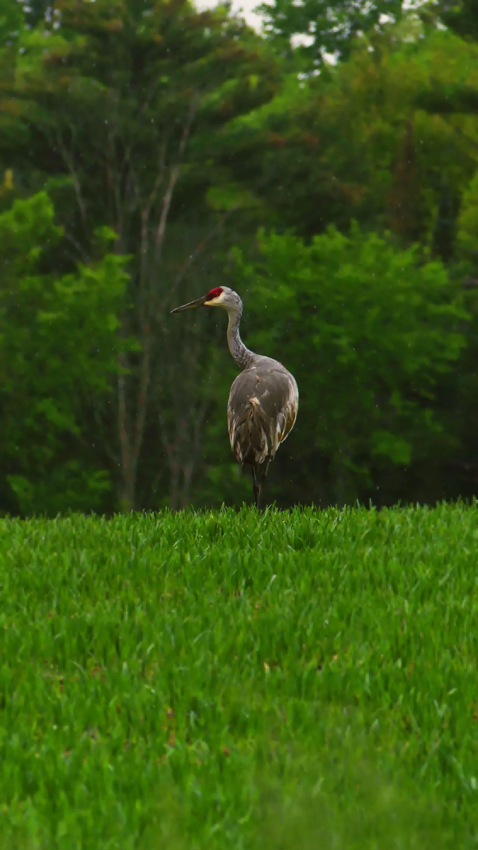 A sandhill crane standing in a green field at the edge of the north woods